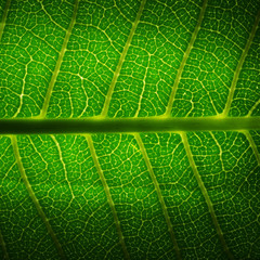 close up of green leaf texture