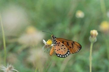 Obraz premium Butterfly