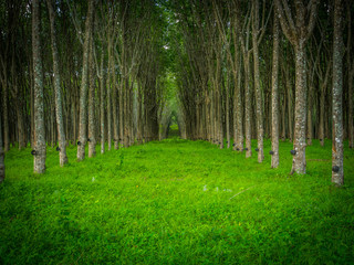 row of para rubber tree