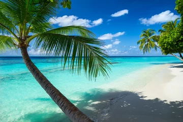 Foto op Plexiglas kokospalm op tropisch paradijsstrand met turkooisblauw water en blauwe lucht © stockphoto-graf