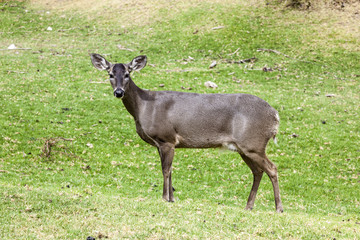 Whitetail deer hatchery, Andes, Cayambe, Ecuador