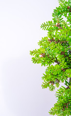 bonsai on white background