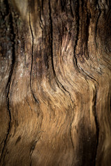 Fototapeta premium Wood background.