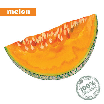 Vector  Watercolor Melon