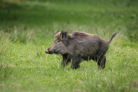 Wild boar