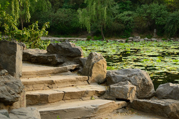 Steps by Lily Pond