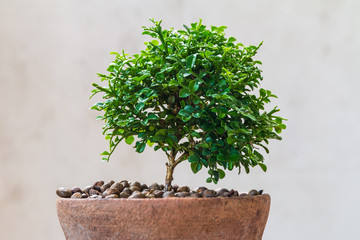 Small green tree in the old pot
