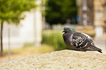 Eine graue Taube sitzt auf einer Steinmauer in der Stadt