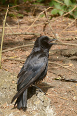 Carrion Crow, Corvus corone