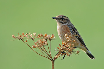 Braunkehlchen (Saxicola rubetra)