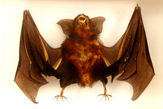 Portrait of a bat