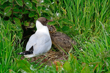 Black-headed gull with chick, Farne Islands Nature Reserve, Engl