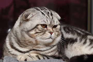British Shorthair Cat