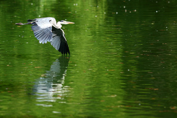 A heron in the Viennese citypark