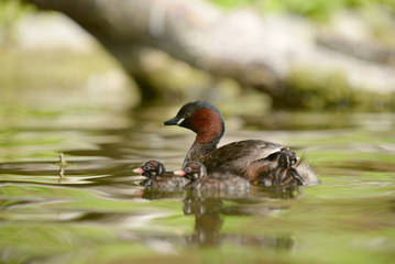 Little Grebe with nestlings.