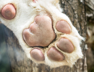White lion's paw