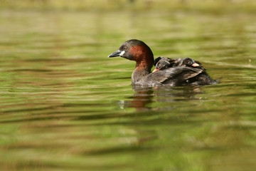 Little Grebe with nestlings.