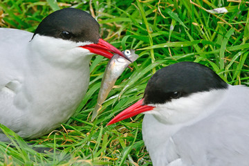 Arctic terns, Farne Islands Nature Reserve, England