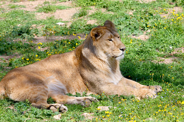 Lioness