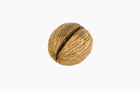 Pong Pong seed,    Indian Suicide Seed on white background