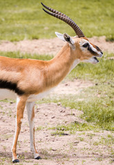 Thomson's gazelle