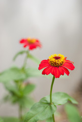 Zinnia flower (Zinnia violacea Cav.)