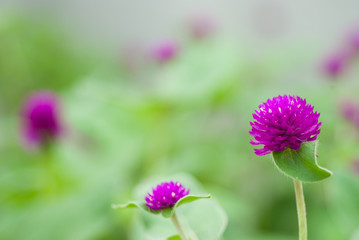 Globe amaranth or Gomphrena globosa flower