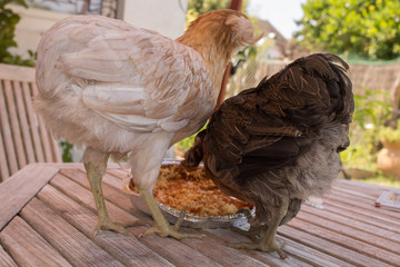 Very nice hens at the hens house outside