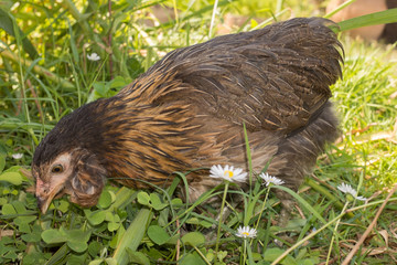 Very nice hens at the hens house outside