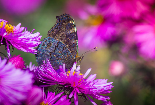 Butterfly closeup on a wild flower. Summer nature background.