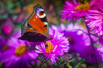 Butterfly closeup on a wild flower. Summer nature background.