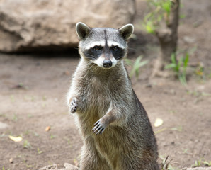 Raccoon