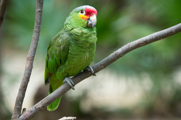 parrot