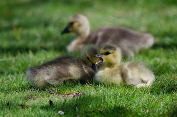 Two Adorable Little Goslings Resting in the Green Grass