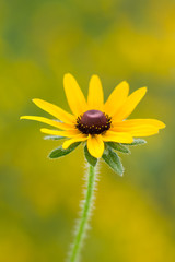 Black eyed susan flower close-up