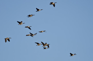 Obraz premium Flock of Canada Geese Flying in a Blue Sky