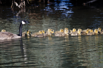 Adorable Little Goslings Swimming with Mom