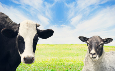 vaches et moutons paissant