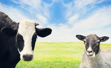Photo sur Plexiglas Vache vaches et moutons paissant