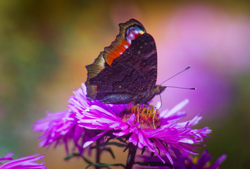 Butterfly closeup on a wild flower. Summer nature background.