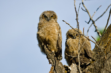 Two Young Owlets Making Direct Eye Contact From Their Nest