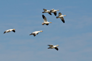 Flock of Snow Geese Flying in a Blue Sky