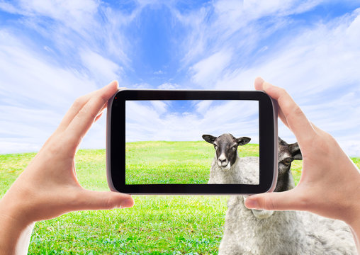 take a photo of sheep