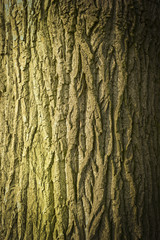 Deutsche Eiche-Textur 