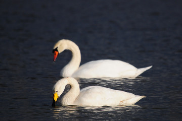 Singschwan (Cygnus cygnus) mit Höckerschwan (Cygnus olor) im hintergrund