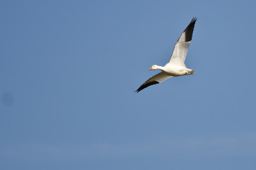 Lone Snow Goose Flying in a Blue Sky