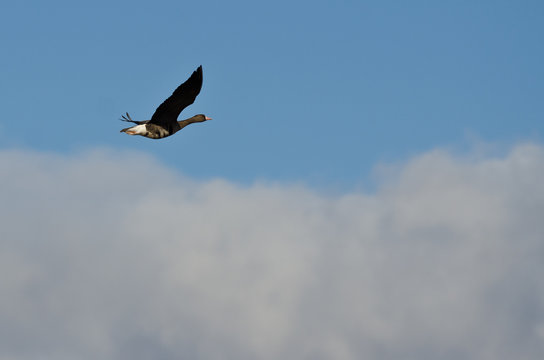 Greater White-Fronted Goose Flying High Above the Clouds