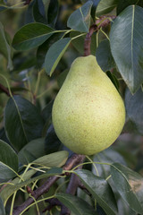 Pear growing on a tree