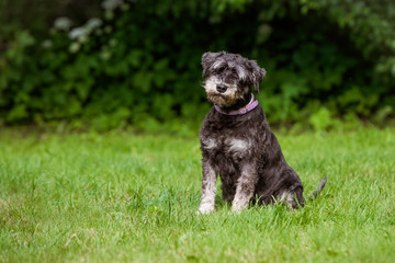 miniature schnauzer dog outdoors in summer