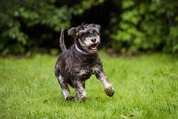 happy old schnauzer dog runs outdoors - obrazy, fototapety, plakaty